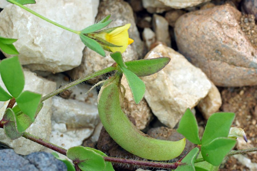 Lotus edulis / Ginestrino commestibile